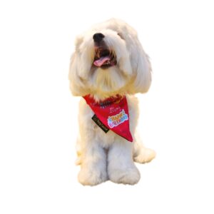 Shop Canine Quirky Mumma Boy Wrinkle Free Bandana Scarf for All Breeds (Small-7 Inch, Satin Crepe)