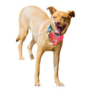 Shop Canine Bandanas I Proud to be desi I Pet Fashion I Pet Clothing I Pet Scarf (Grey Hearts, M)