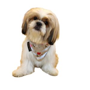 Classy and Elegant | Bandana